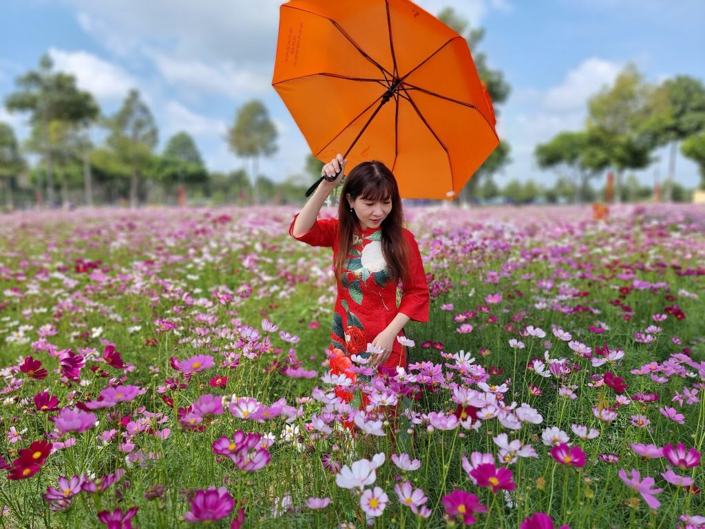 Trần Tống Thanh Tâm với cánh đồng hoa